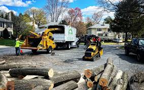 Why Choose Our Tree Removal Services in Sumner, IA?